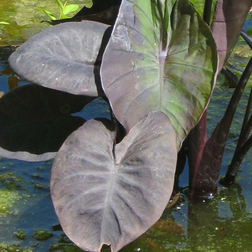Colocasia Kona Coffee (Folhagem)