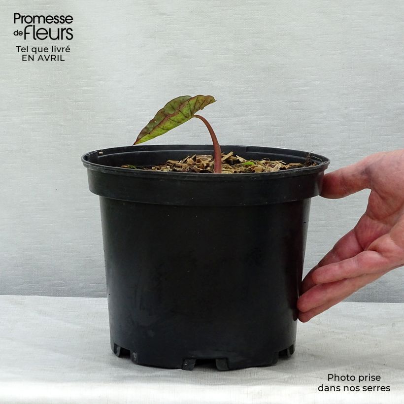 Amostra de Colocasia Madeira Vaso de 3 L/4 L tal como entregue na primavera