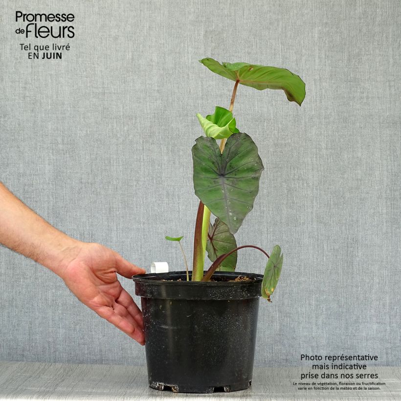 Amostra de Colocasia Madeira Vaso de 3 L/4 L tal como entregue no verão
