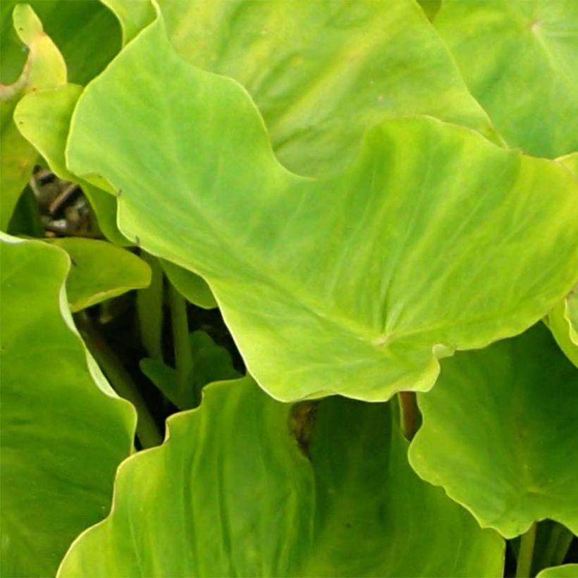 Colocasia Maui Gold (Folhagem)