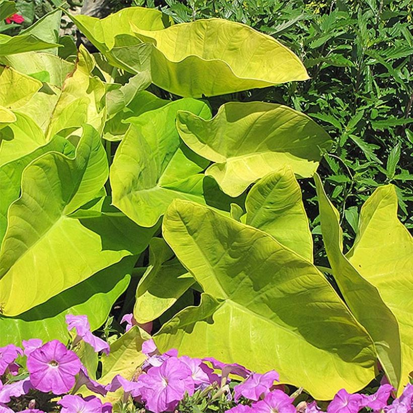 Colocasia Maui Gold (Hábito)