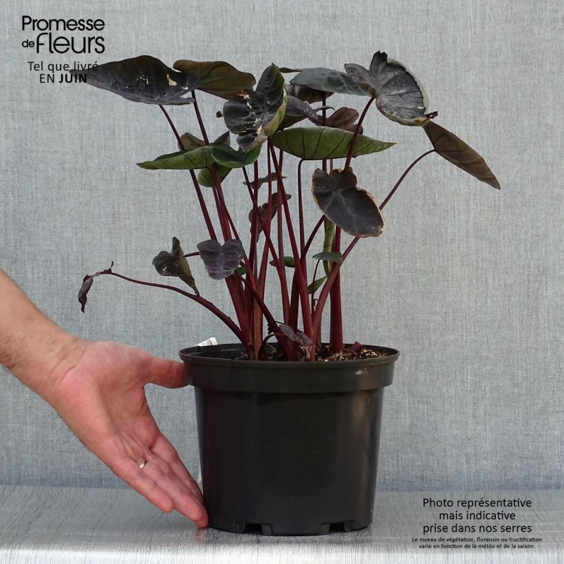 Amostra de Colocasia Painted Black Gecko Vaso de 4 L/5 L tal como entregue no verão