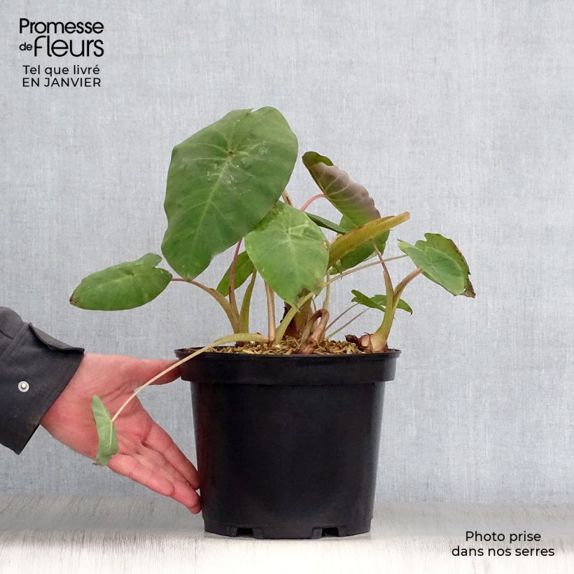 Amostra de Colocasia Pink China Vaso de 2 L/3 L tal como entregue no inverno