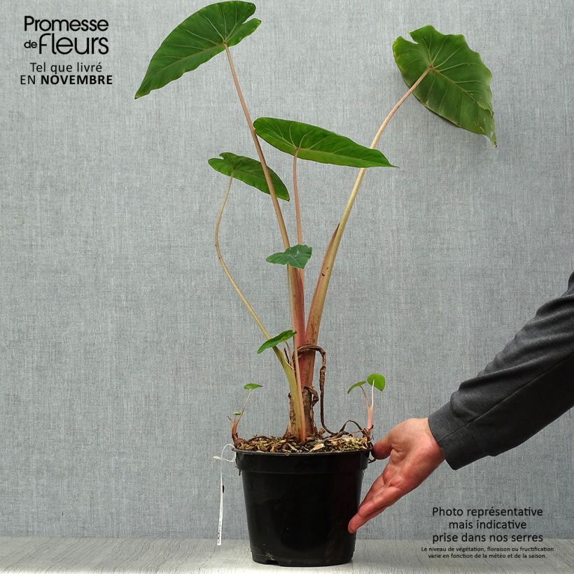 Amostra de Colocasia Pink China Vaso de 2 L/3 L tal como entregue no outono