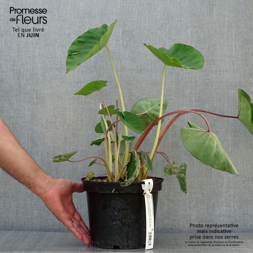 Amostra de Colocasia Pink China Vaso de 2 L/3 L tal como entregue no verão