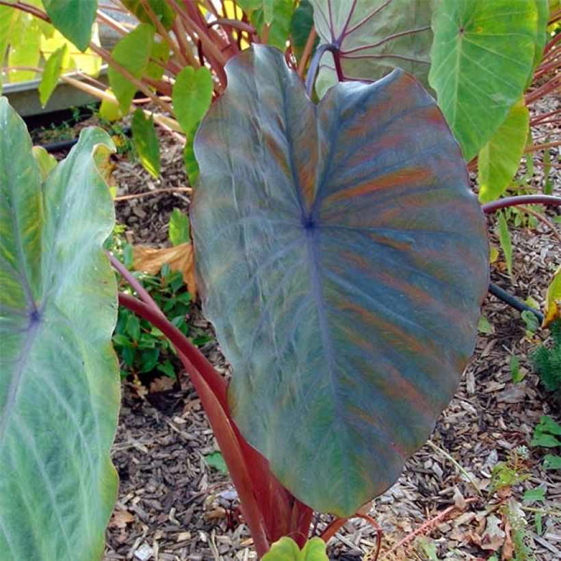 Colocasia Sangria (Folhagem)