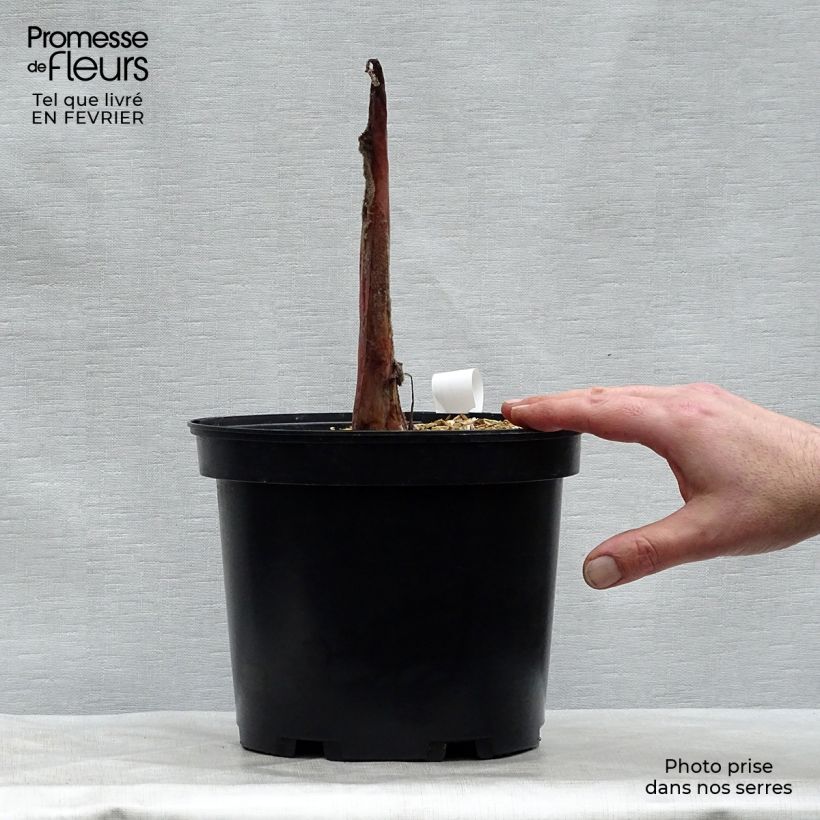 Amostra de Colocasia Sangria Vaso de 3 L/4 L tal como entregue no inverno