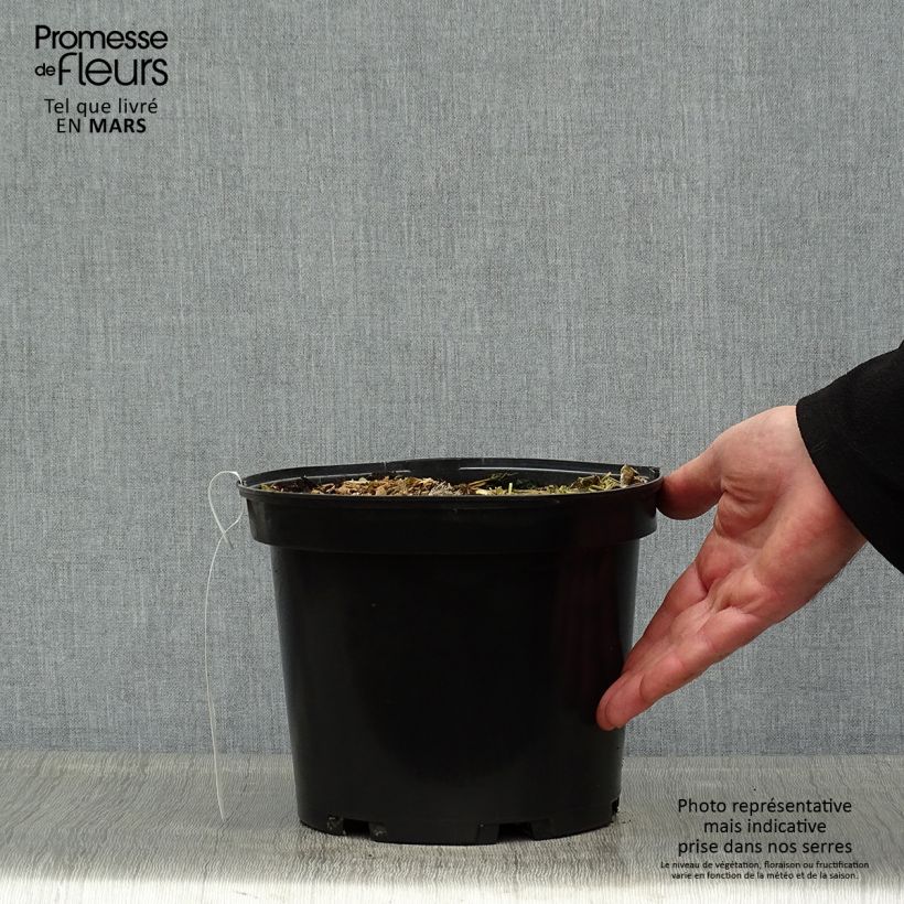 Amostra de Colocasia Sangria Vaso de 3 L/4 L tal como entregue na primavera