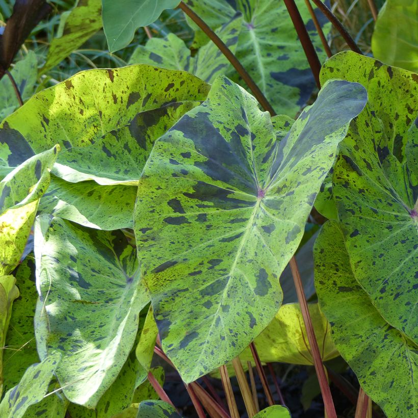 Colocasia esculenta Mojito (Folhagem)