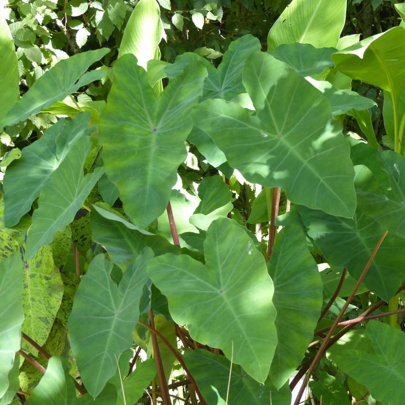 Colocasia esculenta (Folhagem)