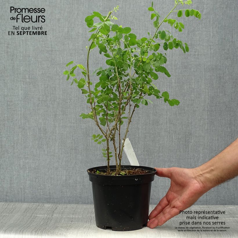Amostra de Colutea arborescens Vaso de 2 L/3 L tal como entregue no outono