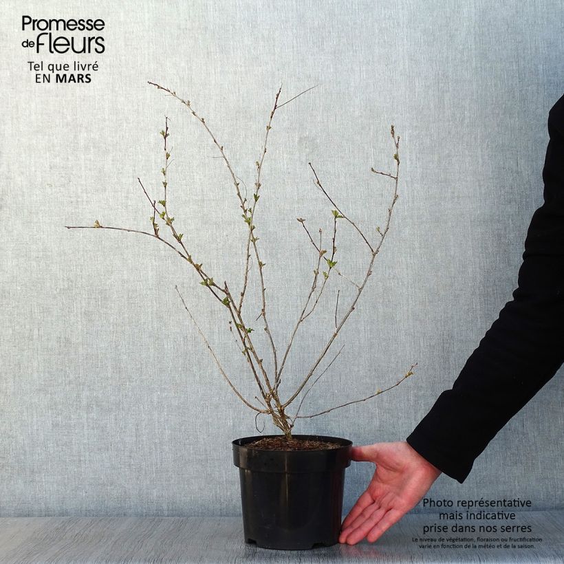 Amostra de Colutea media Copper Beauty - Baguenaudier, Arbre à vessies Vaso de 3 L/4 L tal como entregue no inverno