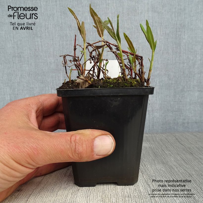 Amostra de Comarum palustre Vaso de 8/9 cm tal como entregue na primavera