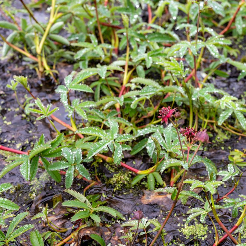 Comarum palustre (Hábito)