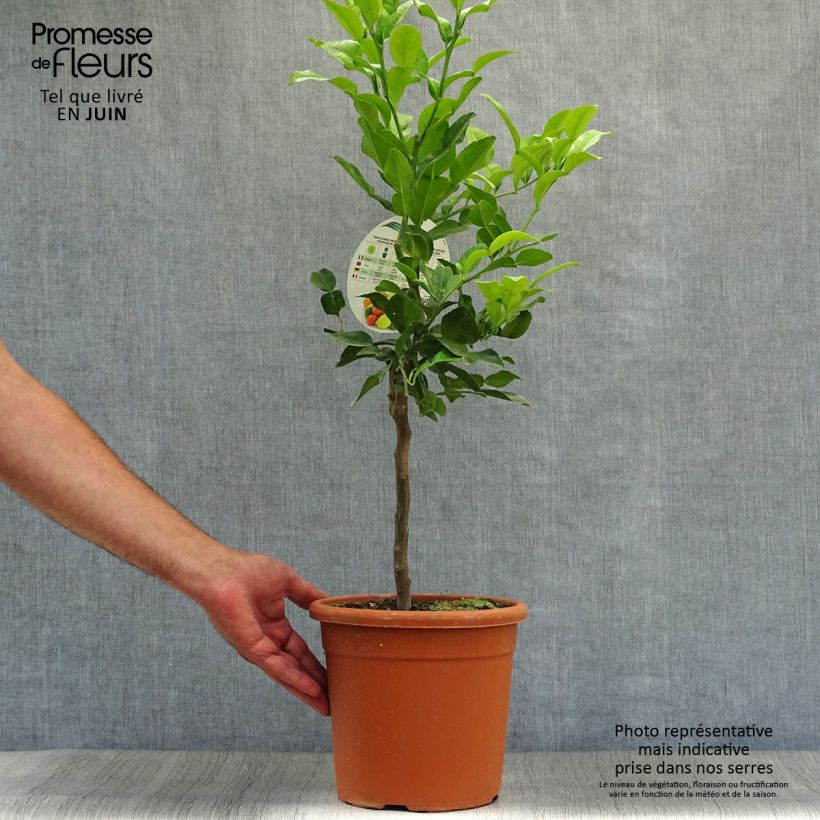 Amostra de Combava - Citrus hystrix Vaso de 4 L/5 L tal como entregue no verão