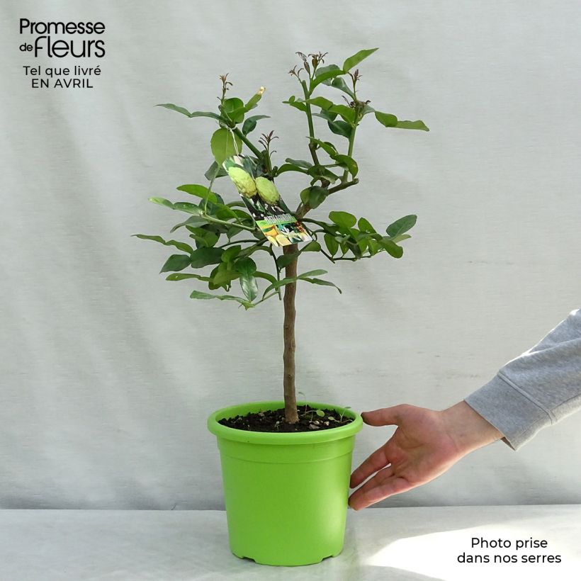 Amostra de Combava - Citrus hystrix Vaso de 4 L/5 L tal como entregue na primavera