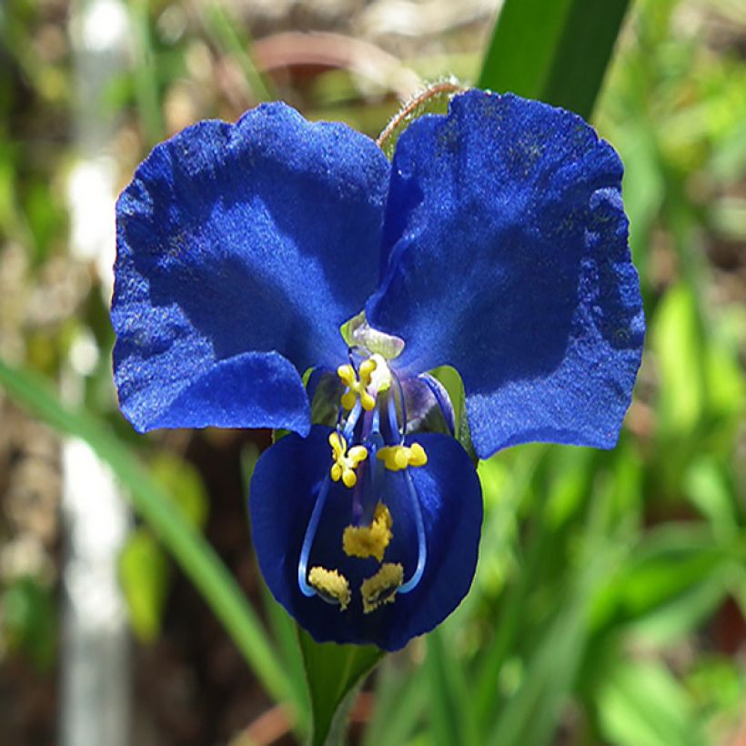 Commelina coelestis (Floração)