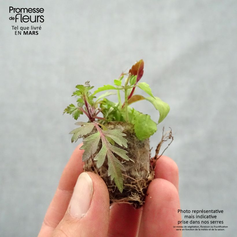 Amostra de Composition Bee Fabulous - Composition de 3 plantes Mini-motte Ø 3/4 cm tal como entregue na primavera