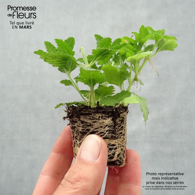 Amostra de Composition Belle Epoque - 3 Verveines des jardins Mini-motte Ø 3/4 cm tal como entregue na primavera