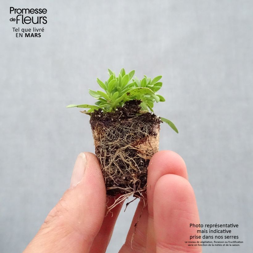 Amostra de Composition Cabaret Pink Paradise Eyes - Composition de 3 Calibrachoa Mini-motte Ø 3/4 cm tal como entregue na primavera