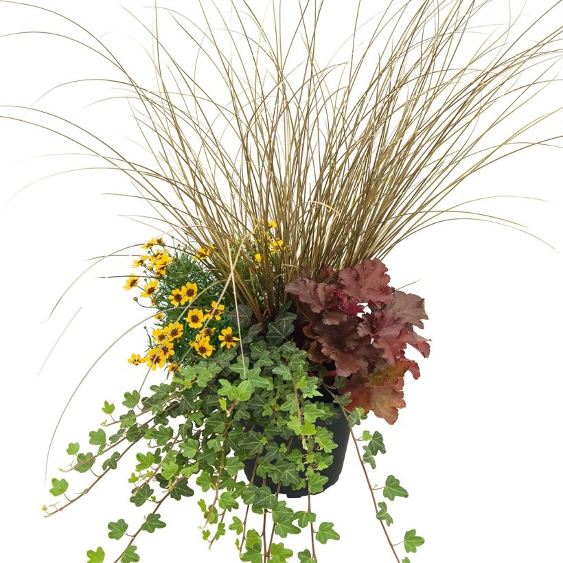 Composição Full of Joy — conjunto de 4 plantas (Hábito)