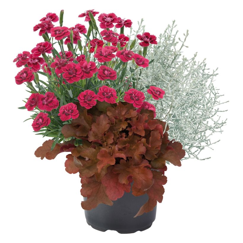 Composição Morning Walk — conjunto de 3 plantas (Hábito)