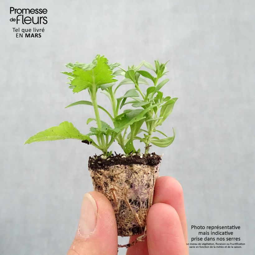 Amostra de Composição Power Play - Conjunto de 3 plantas anuais Mini-torrão Ø 3/4 cm tal como entregue na primavera