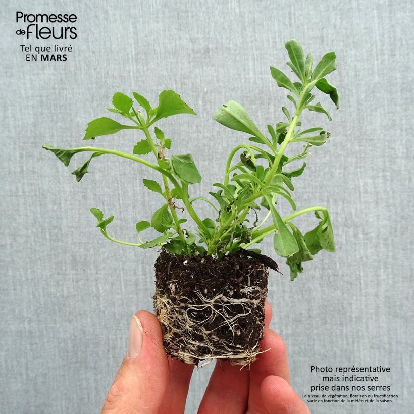 Amostra de Composição Romance 20 - Composição de 3 plantas anuais Mini-torrão Ø 3/4 cm tal como entregue na primavera