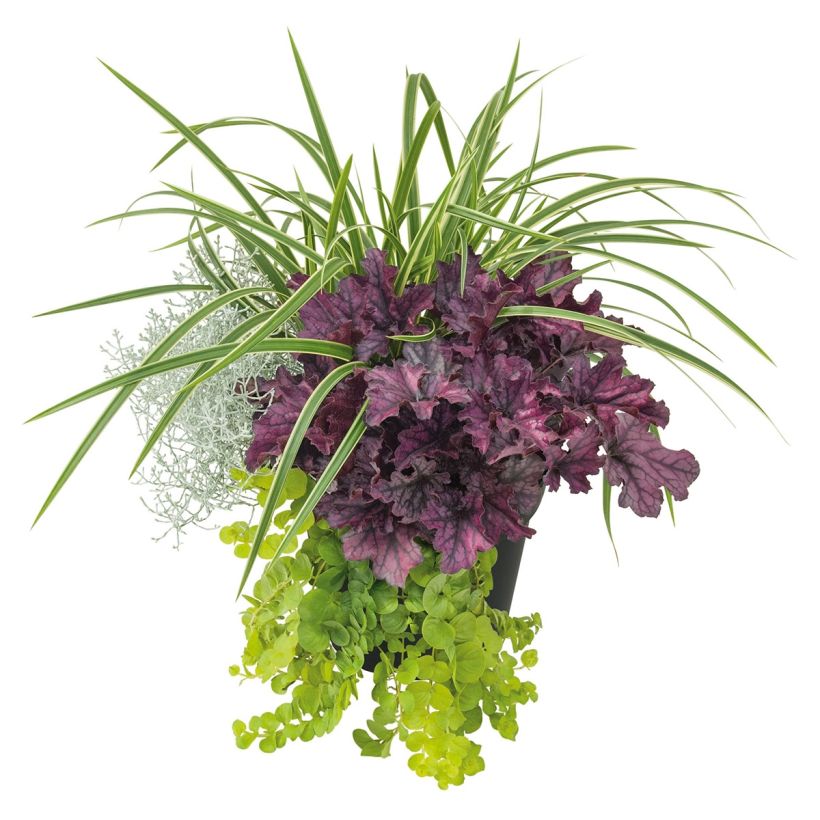 Composição Silent Sunday (Hábito)