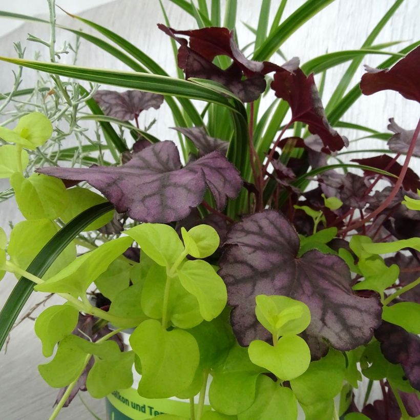 Composição Silent Sunday (Folhagem)