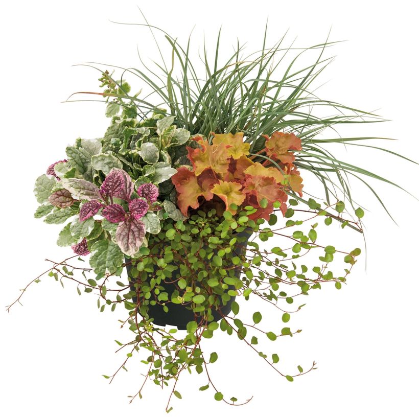 Composição Sunkissed - conjunto de 4 plantas (Hábito)