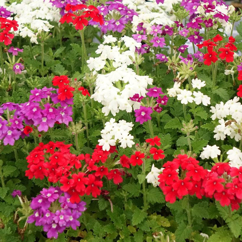 Verbena Firehouse Red, Firehouse Violet Eye, Firehouse White (Floração)