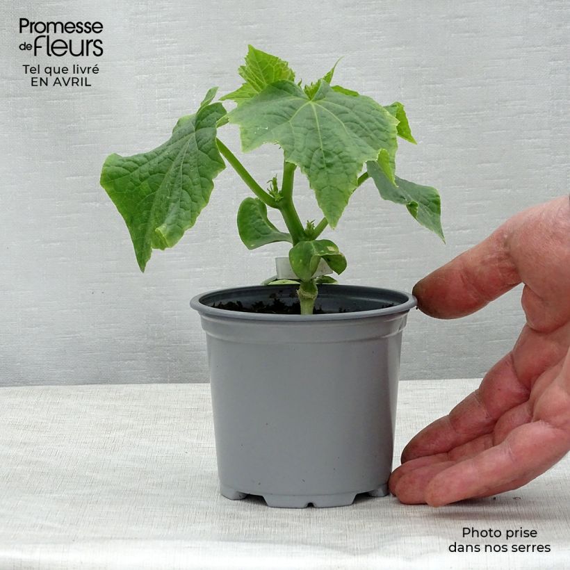 Amostra de Concombre Crokdelis F1 GREFFES en plants Vaso de 10 cm/11 cm tal como entregue na primavera
