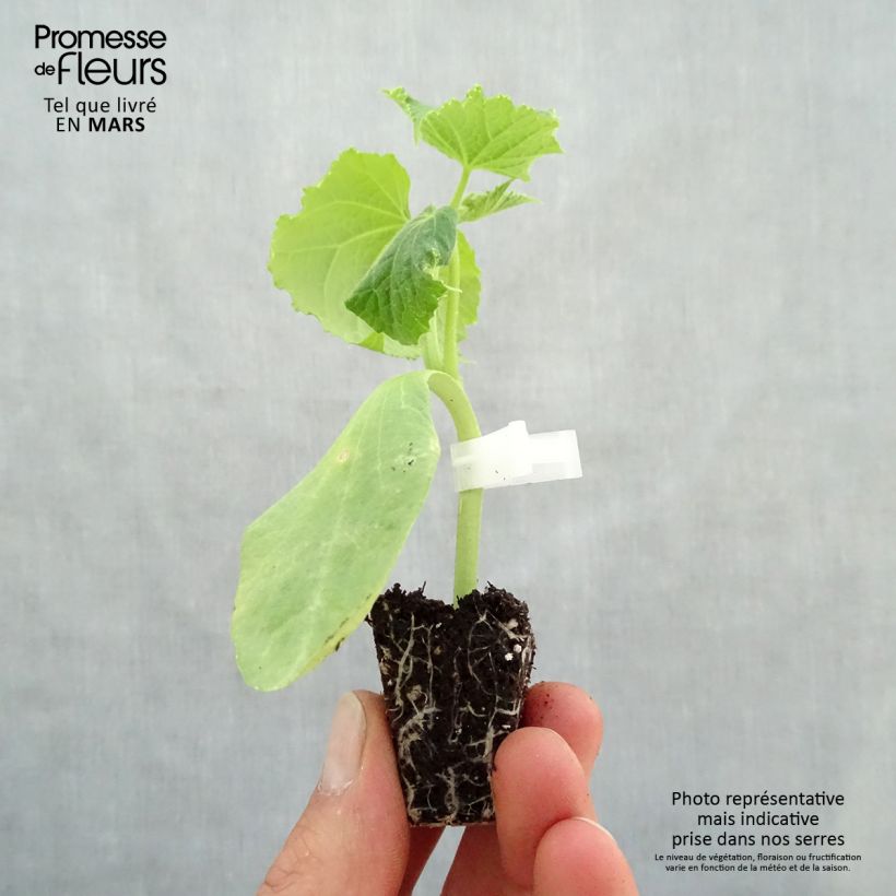 Amostra de Concombre Crokdelis F1 GREFFES en plants Mini-torrão Ø 3/4 cm tal como entregue na primavera
