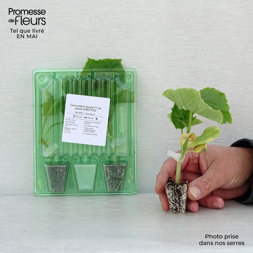 Amostra de Concombre Gynial F1 GREFFES en plants Mini-motte Ø 3/4 cm tal como entregue na primavera