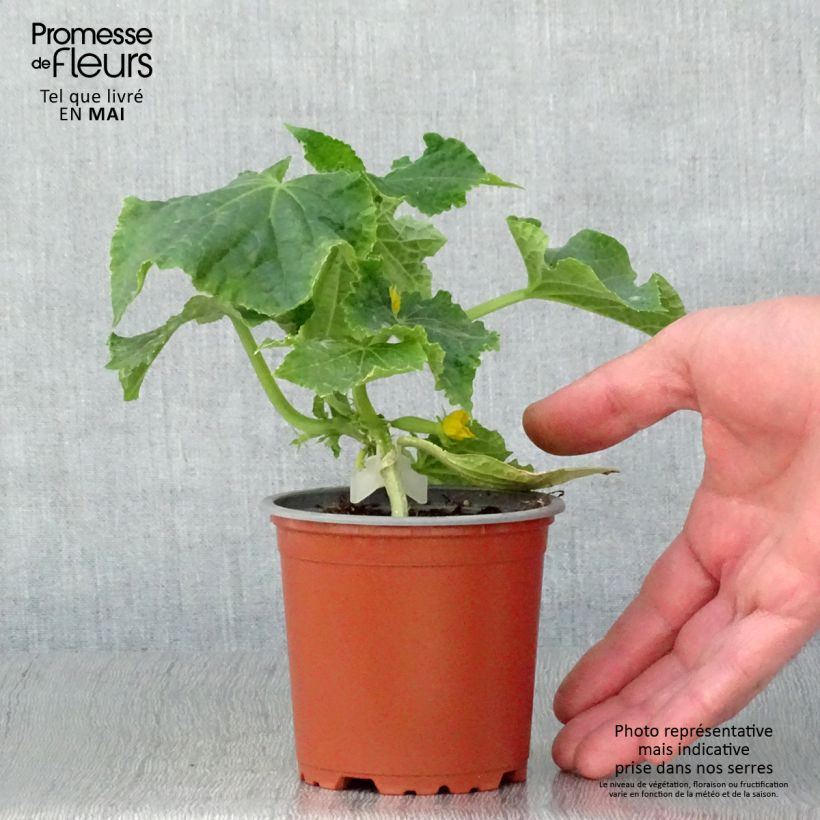 Amostra de Concombre Gynial F1 GREFFES en plants Pot de 10 cm/11cm tal como entregue na primavera