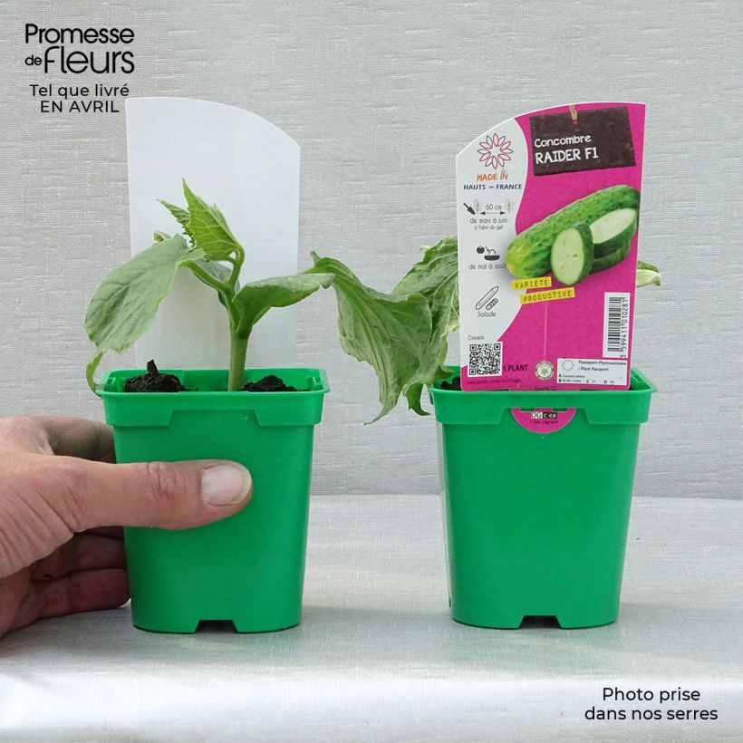 Amostra de Concombre Raider F1 en plants Vaso de 10 cm/11 cm tal como entregue na primavera