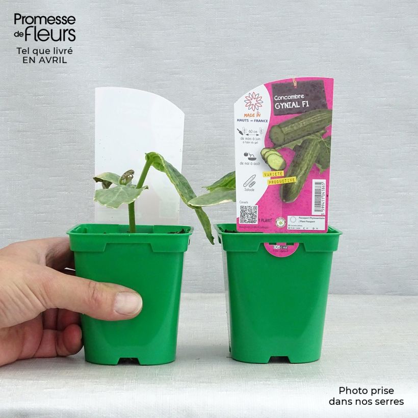 Amostra de Concombre long Gynial F1 en plants Pot de 10 cm/11cm tal como entregue na primavera