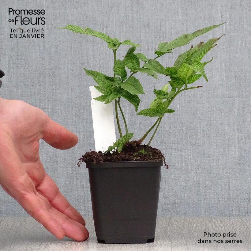 Amostra de Coniogramme emeiensis - Fougère bambou Vaso de 8/9 cm tal como entregue no inverno