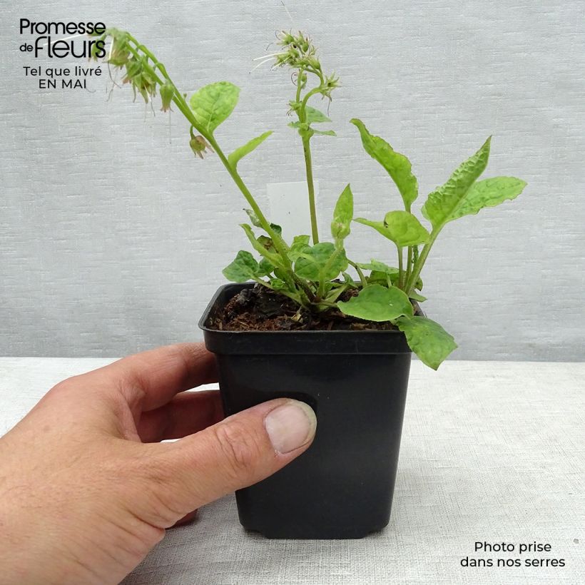 Amostra de Symphytum azureum - Consolda-russa Vaso de 8/9 cm tal como entregue na primavera