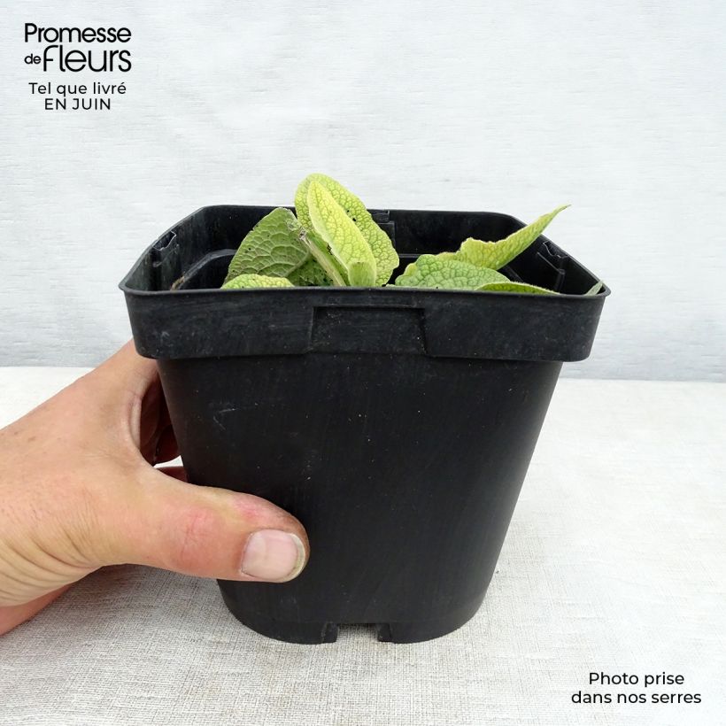 Amostra de Symphytum azureum - Consolda-russa Vaso de 2 L/3 L tal como entregue no verão