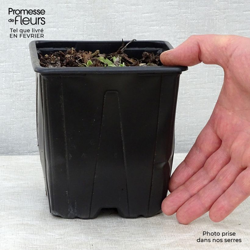 Amostra de Symphytum azureum - Consolda-russa Vaso de 2 L/3 L tal como entregue no inverno