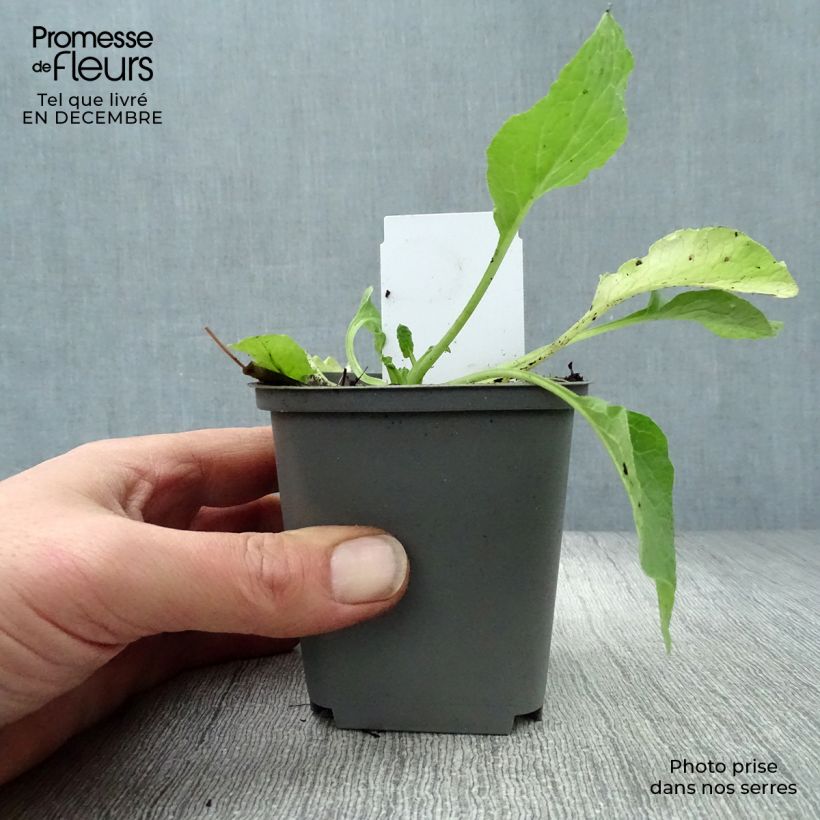 Amostra de Consoude à grandes fleurs - Symphytum Hidcote Blue Vaso de 8/9 cm tal como entregue no inverno