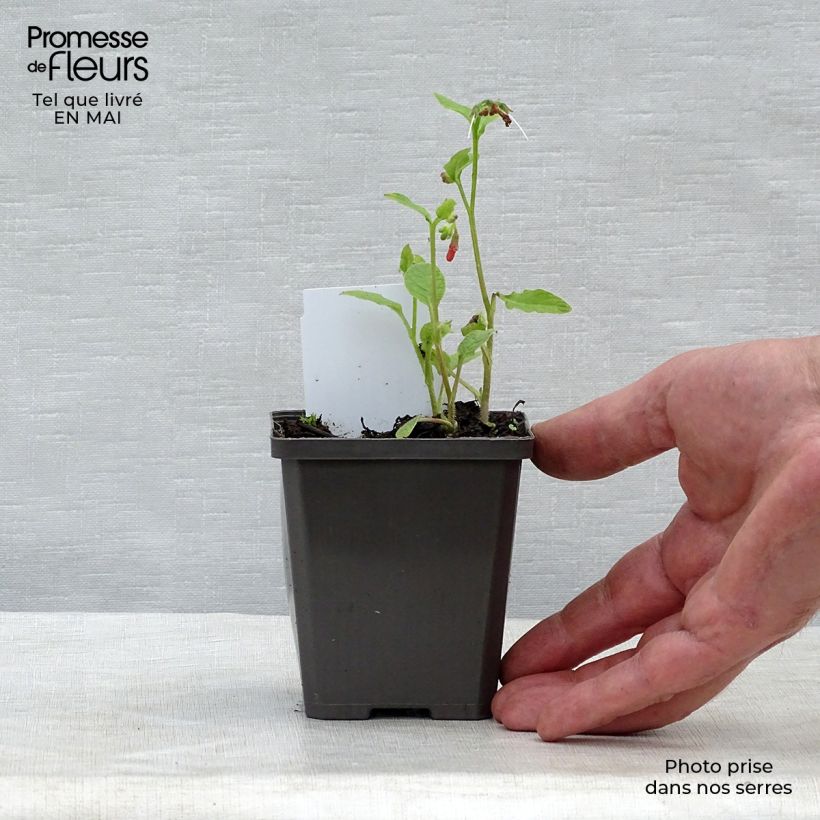 Amostra de Symphytum grandiflorum Hidcote Blue Vaso de 8/9 cm tal como entregue na primavera