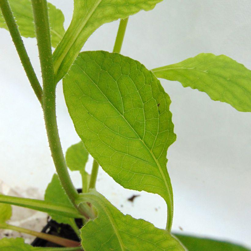 Symphytum grandiflorum Hidcote Pink (Folhagem)