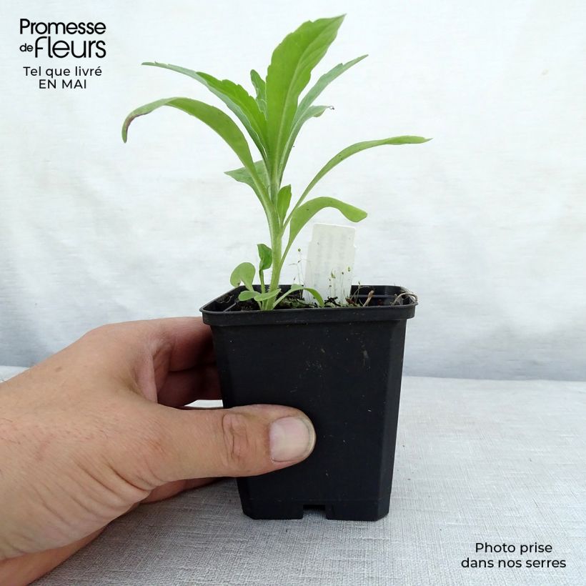 Amostra de Symphytum grandiflorum Hidcote Pink Vaso de 8/9 cm tal como entregue na primavera