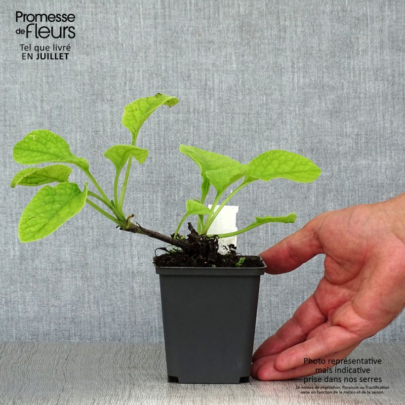 Amostra de Symphytum grandiflorum Hidcote Pink Vaso de 8/9 cm tal como entregue no verão