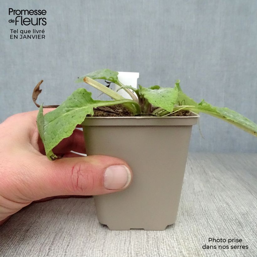Amostra de Symphytum grandiflorum Hidcote Pink Vaso de 8/9 cm tal como entregue no inverno