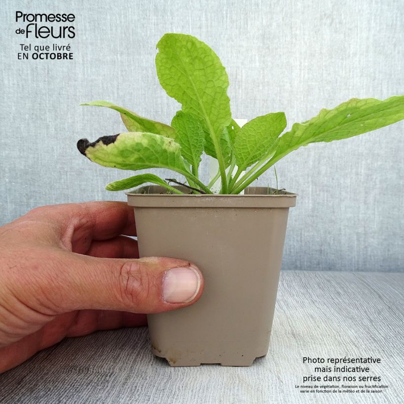 Amostra de Symphytum grandiflorum Sky Blue Pink Vaso de 8/9 cm tal como entregue no outono