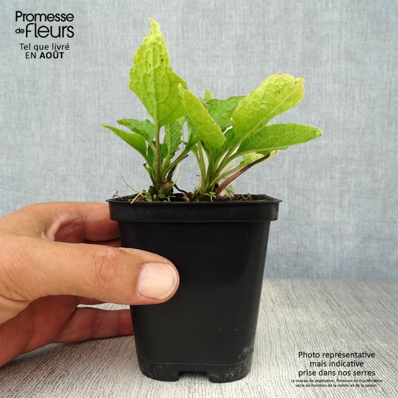 Amostra de Symphytum grandiflorum Vaso de 8/9 cm tal como entregue no verão